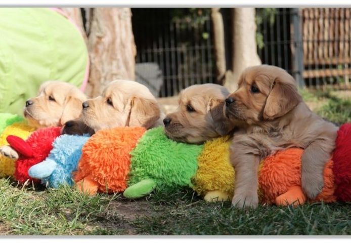 Golden Retriever Welpen vom Berlin