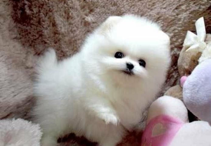 Pomeranian Zwergspitz Welpen ZUM VERSCHENKEN.whatsapp Nummer (+37069673271)