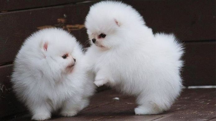 Mini Zwergspitz Pomeranian BOO welpen mit Papieren whatsapp Nummer (+37069673271)