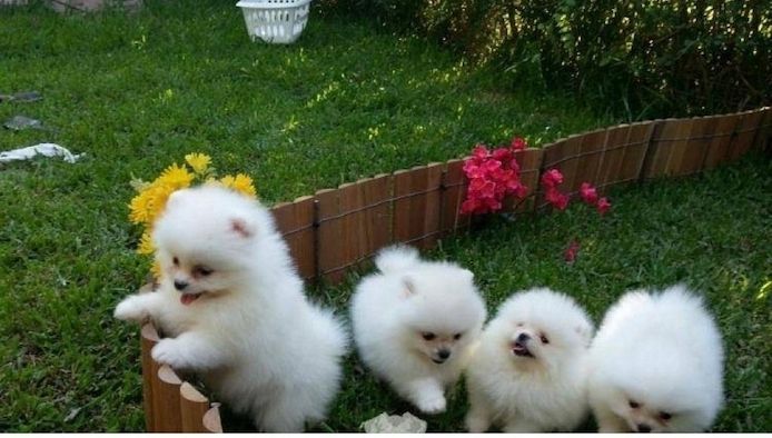 MINI ZWERGSPITZ POMERANIAN BOO WELPEN ZUM VERSCHENKEN.whatsapp Nummer (+37069673271)