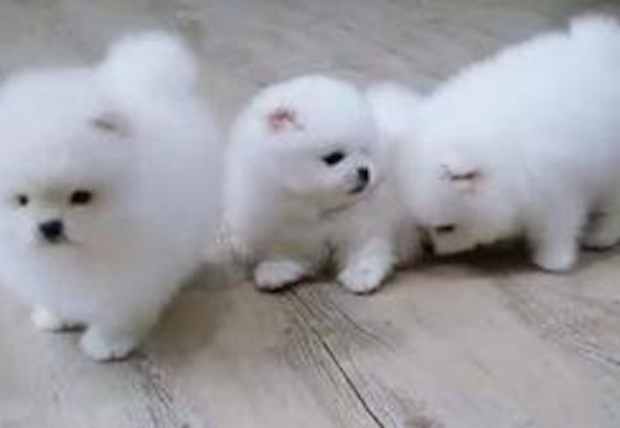 MINI Zwergspitz Pomeranian Welpen mit papieren whatsapp Nummer (+37069673271)