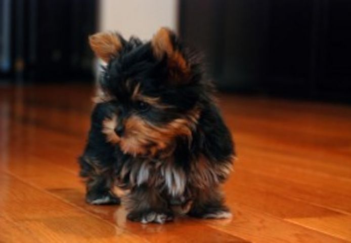 Süße Teacup-Yorkie-Welpen