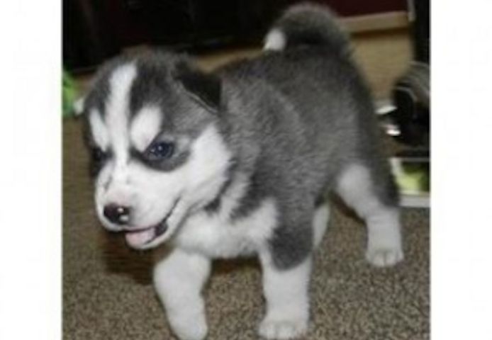 Siberian Husky Welpen für Sie