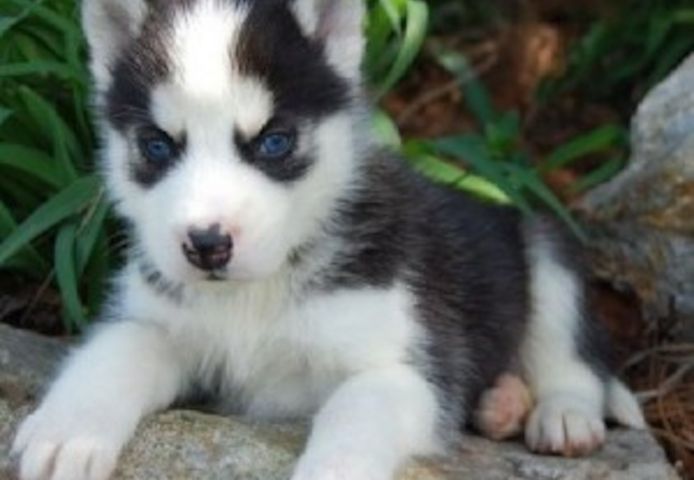 Registrierte Siberian Husky Welpen