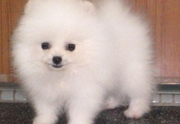 12 Wochen alte Pomeranian-Welpen
