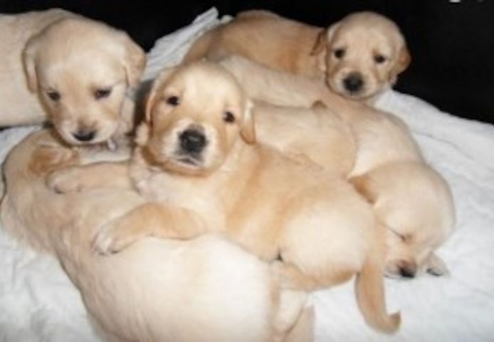 Hochwertige Golden Retriever Welpen