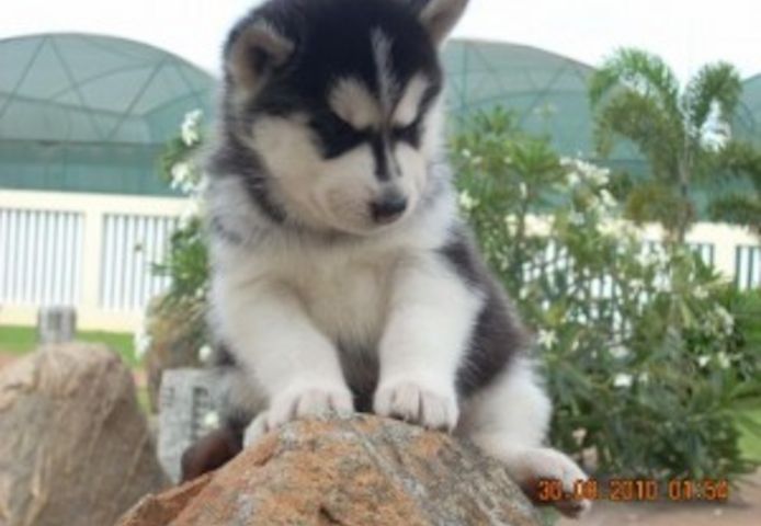 AKC-registrierte Siberian Husky-Welpen