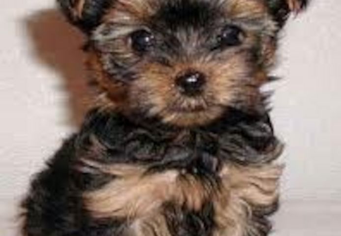 Yorkie-Welpen für Ihre Kinder