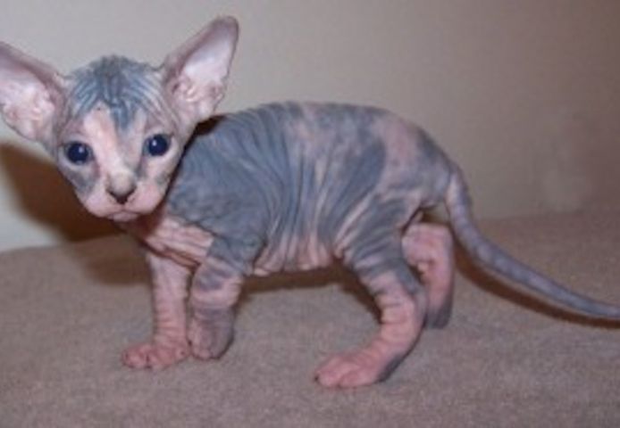 Hübsche Sphynx-Kätzchen zu verkaufen