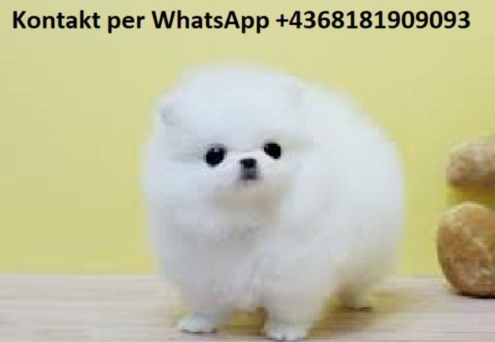 Süsse Spitz Pomeranian  welpen