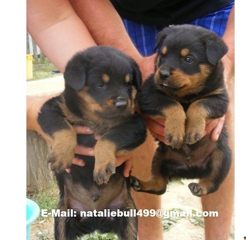 Wunderschöne RottweilerWelpen