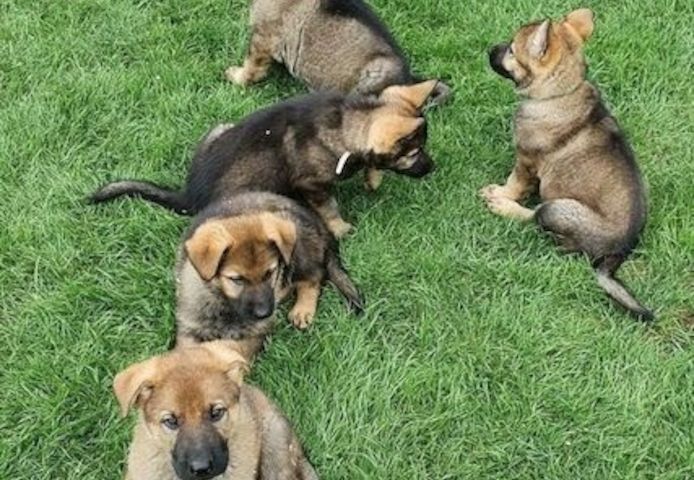 Deutscher Schäferhund welpen suchen neues Zuhause