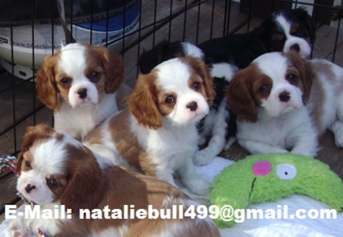 Cavalier King Charles Spaniel Welpen