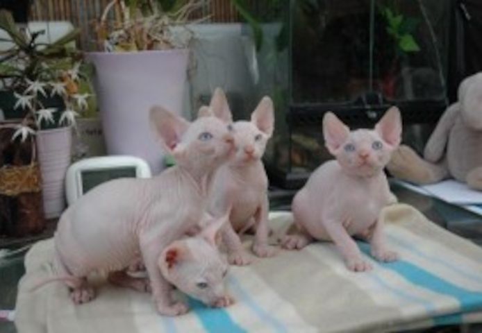 SPHYNX-KÄTZCHEN