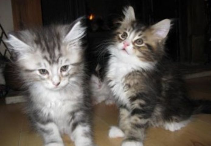Maine Coon Kätzchen