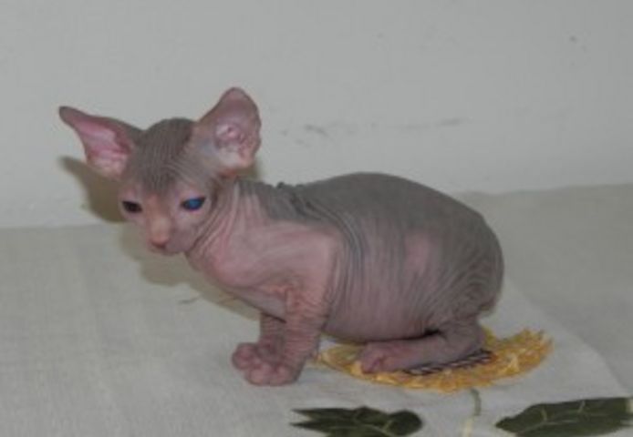 5 Sphynx-Kätzchen ab sofort verfügbar