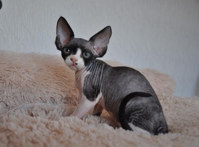 Devon Rex Kätzchen