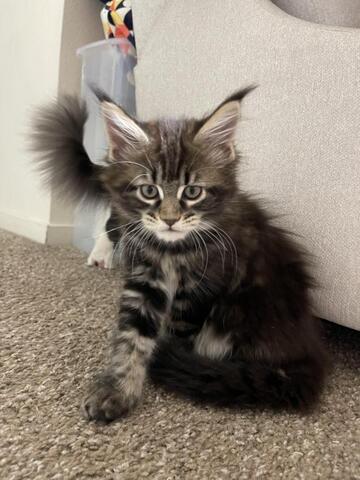 Maine-Coon-Kätzchen