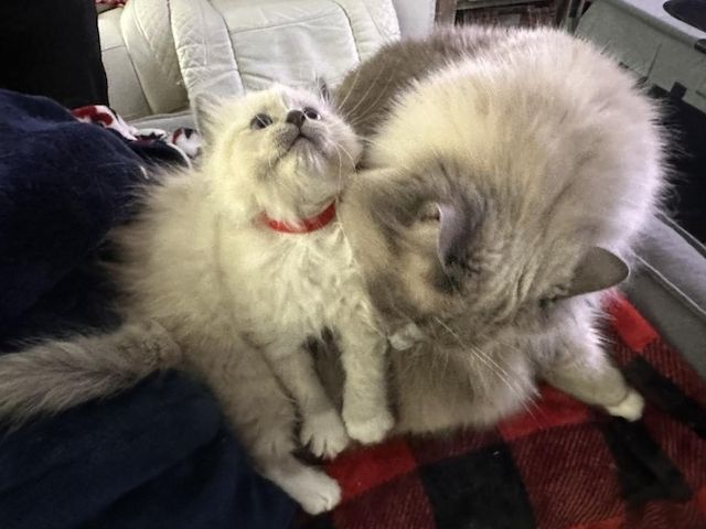 Ragdoll-Kätzchen