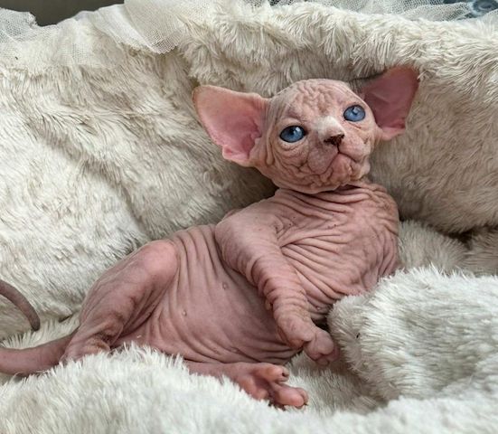 wunderschöne Sphynx-Kätzchen