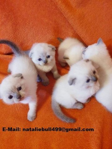 Ragdoll-Kätzchen .,