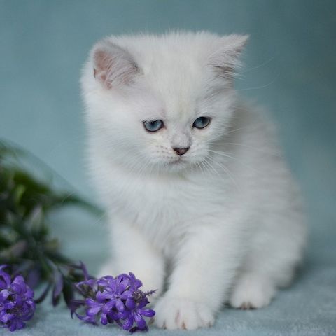 Blaue BKH-Kitten m.P. - Katzenbabys Kätzchen grau blau weiß Britisch Kurzhaar