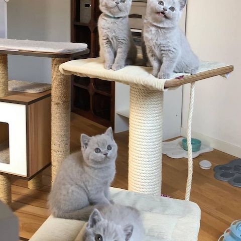 BKH Britisch Kurzhaar Kitten Kätzchen mit Stammbaum Ahnentafel Junge weiß