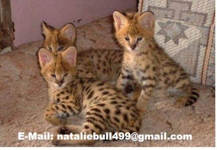 Savannah f4, f5, f6 Kätzchen verfügbar