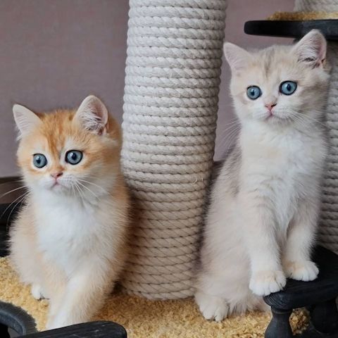 BKH-Kitten