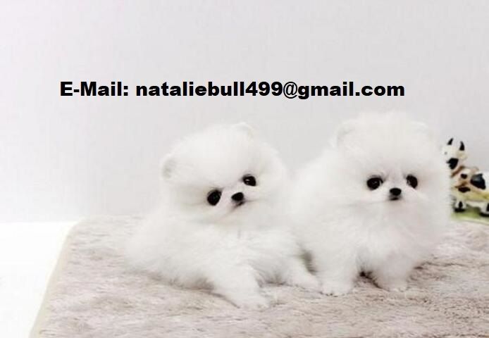 MINI POMERANIAN WELPEN
