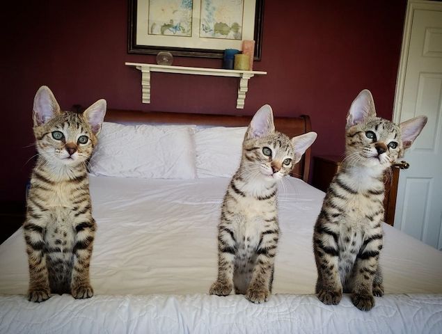Reinrassige Savannah F5 F4 F3
