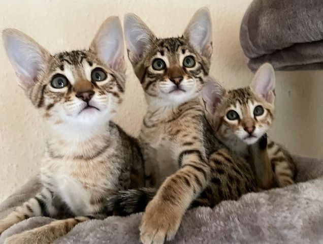 Savannah F5 SBT Mädchen und Jungen  reinrassig