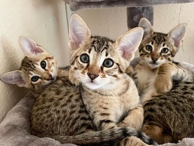 Savannah F5 SBT Mädchen und Jungen  reinrassig