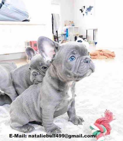 Rüden und Hündinnen Französische Bulldoggen Welpen
