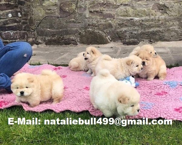 CHOW CHOW--Welpen-