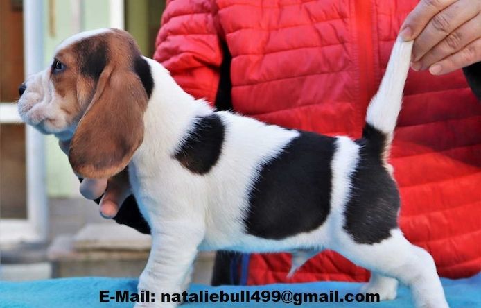 Reinrassiger Beagle welpen