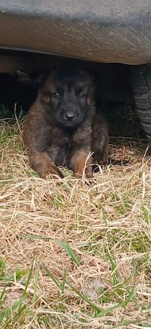 X Herder WELPEN