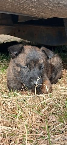 X Herder WELPEN