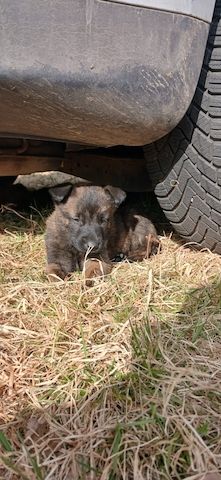 X Herder WELPEN