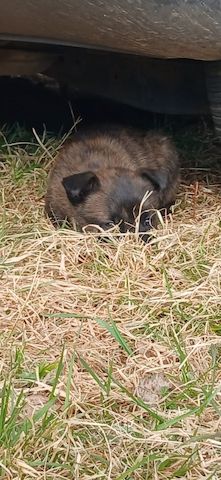 X Herder WELPEN