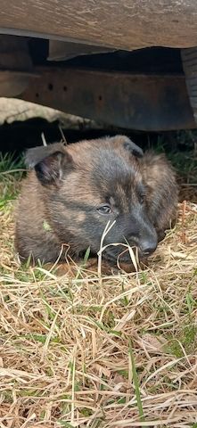 X Herder WELPEN