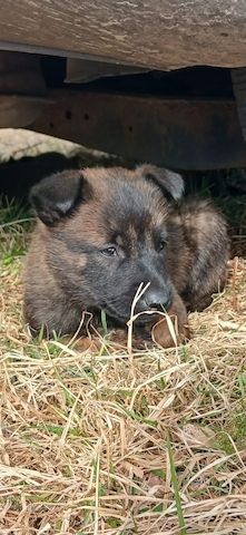X Herder WELPEN