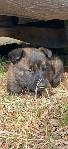 X Herder WELPEN