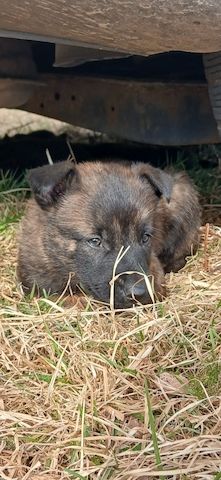 X Herder WELPEN