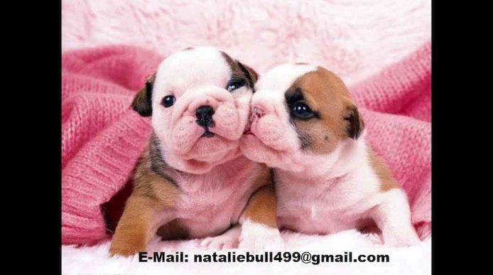 Old English Bulldog Welpen suchen ein Zuhause