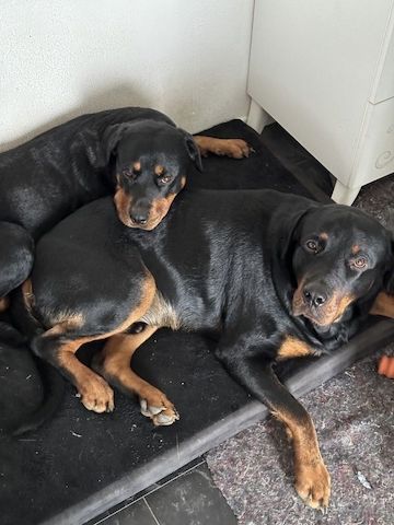 Rottweiler Welpen*
