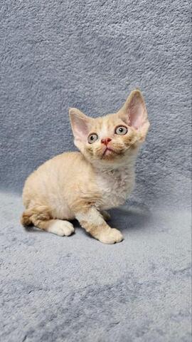 Devon Rex Kätzchen