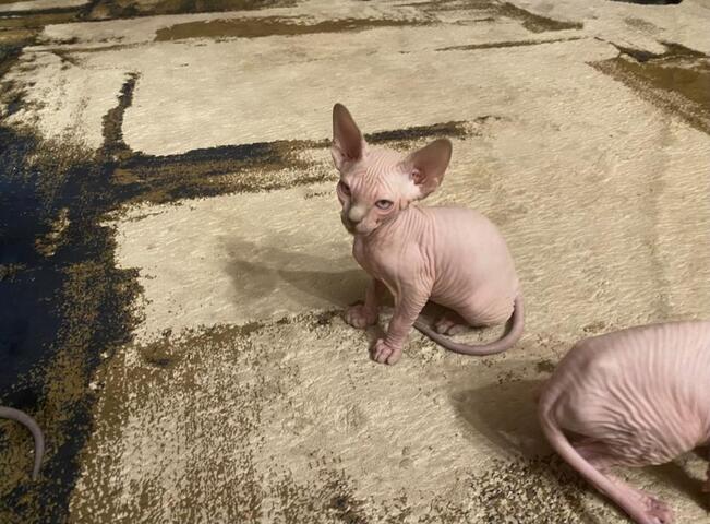 Sphynx-Kätzchen