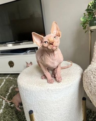 Sphynx-Kätzchen