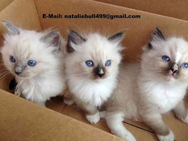 Ragdoll-Kätzchen ,,,
